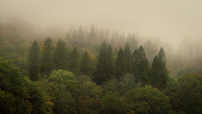 Im sanften Nebel des Dartmoor-Waldes verschmelzen Licht und Stille zu einer fast märchenhaften Szenerie.