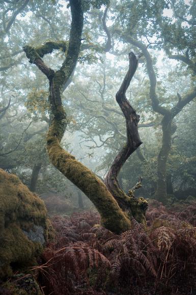 Moosbewachsene Äste und Nebellicht im Dartmoor: Lee Cooper zeigt, wie mystisch Waldfotografie sein kann.