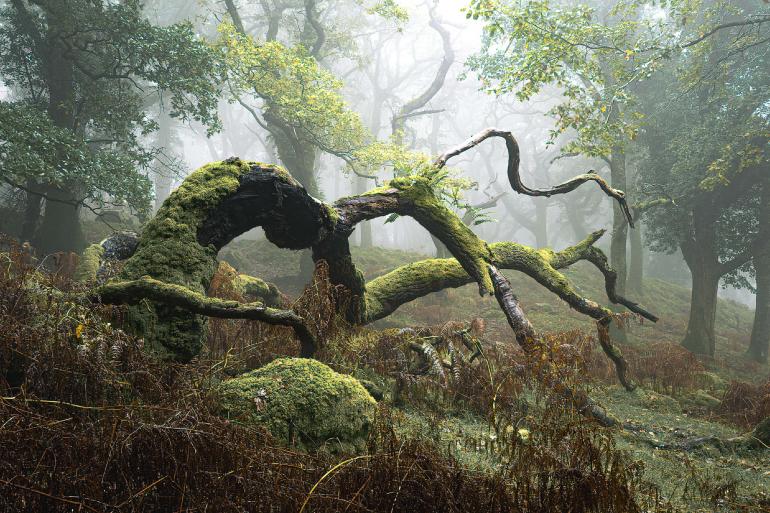 Bemooster Baumriese im Dartmoor-Nationalpark: Lee Cooper zeigt die stille Schönheit dieses urwüchsigen Waldgebiets.