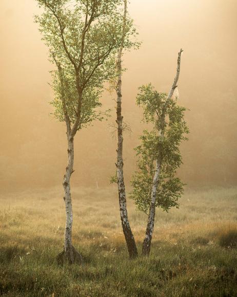 Im goldenen Dunst: Zarte Birken im Morgenlicht des New Forest.
