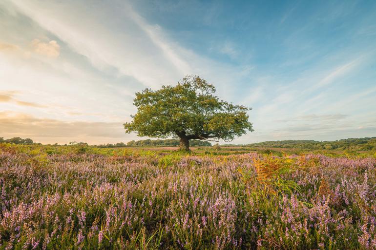 Heideblüte im New Forest: Lee Cooper fängt hier eindrucksvoll das Zusammenspiel von Farbe, Licht und Weite ein.