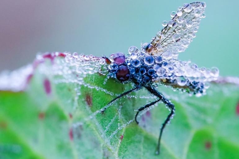 Canon EOS RP | Sigma 105 mm f/2.8 Macro DG OS HSM | 105 mm 1/80 s | F/10 | ISO 3200