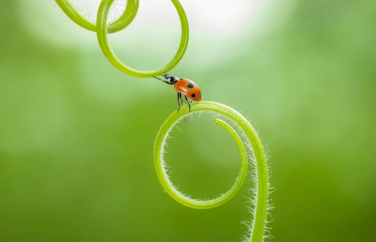 Canon EOS 90D | Canon EF 100 mm f/2.8L IS USM | 100 mm | 1/200 s | F/8 | ISO 1000