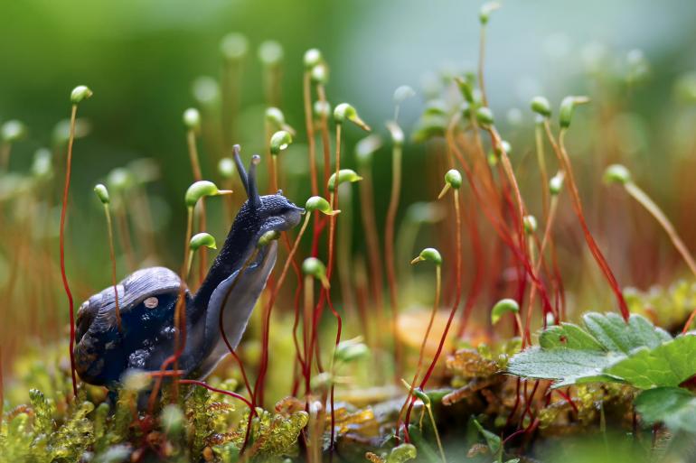 Canon EOS 70D | 90 mm Makro- Objektiv | 90 mm | 1/160 s | F/4 | ISO 400