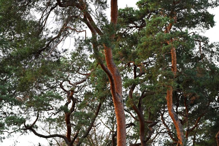 Bei den Naturaufnahmen zeigte die Z5II mit dem 135mm Plena eine harmonische Bildwirkung, feine Freistellung und perfekte Schärfe.