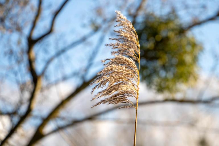 Fast schon Makro und feinstes Bokeh mit dem SIGMA 20–200mm F3.5–6.3 DG | Contemporary.