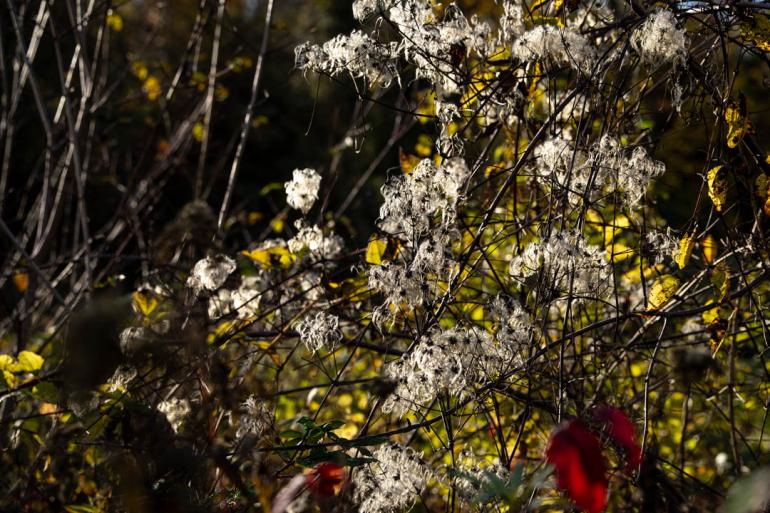 Stimmungsvolle Herbstmomente dank Superzoom.