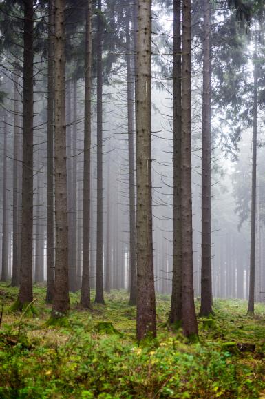 Sehnsuchtsort Wald: Gesprenkeltes Licht und die tiefen Schatten geben Motiven Dramatik.