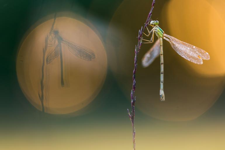 Baumeister setzt bei ihren Naturfotos auf eine künstlerische Inszenierung der wilden Umgebung.
