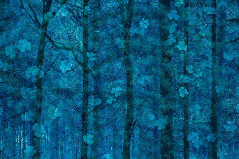 In der Doppelbelichtung kombiniert Baumeister eine Aufnahme der Baumkronen mit dem Waldboden darunter.