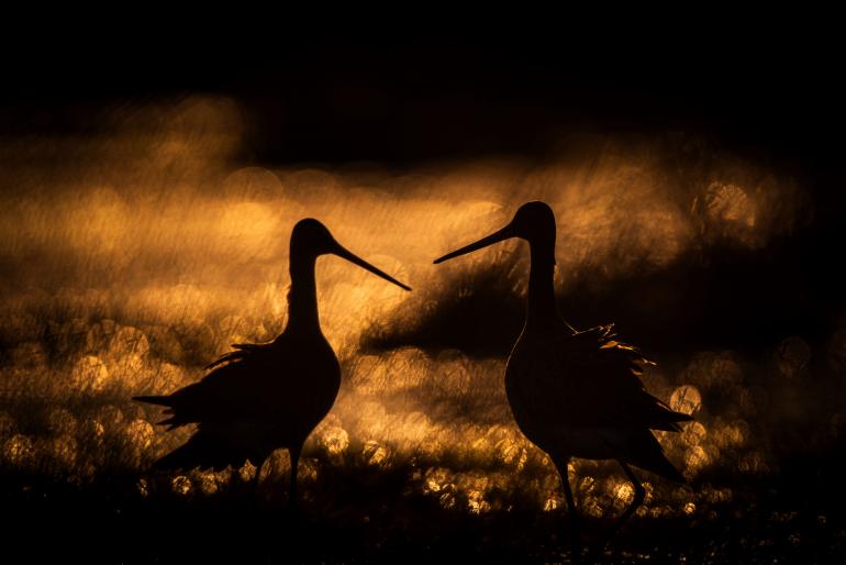 Auch die beiden Vögel im goldenen Abendlicht fing Baumeister mit einer langen Brennweite ein.