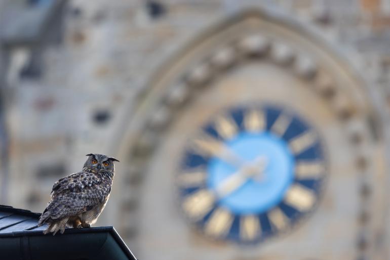 In vielen Bildern ihres Portfolios zeigt Baumeister Tiere in urbaner Umgebung.