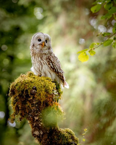 Canon R6 Mark II | FE 70-200 mm | 1/500 s | f3,5 | ISO 1600