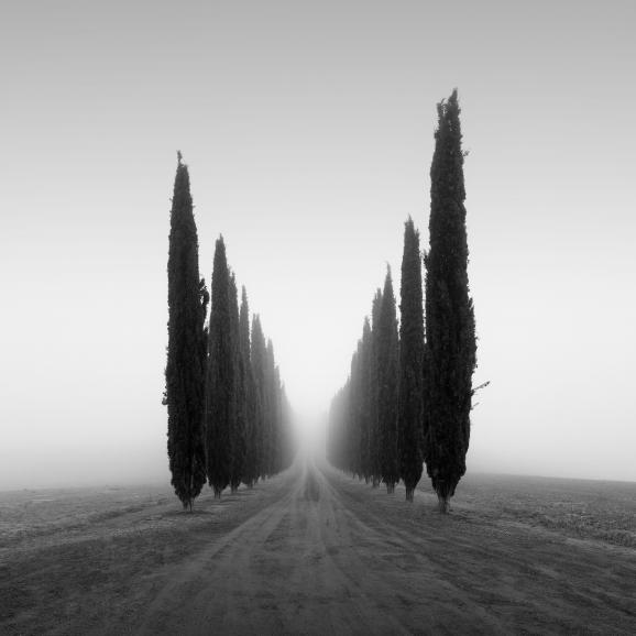 Poggio Covili: Die berühmte Baumreihe zeigt sich am Morgen stimmungsvoll im leichten Nebel.