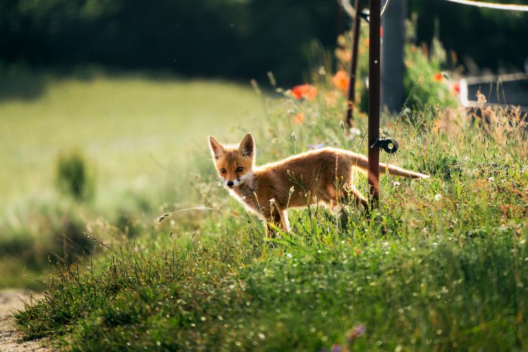 In den kleinen, charmanten Dörfern mit urigen Kirchen und reetgedeckten Häusern gibt es auch kleine Besucher zu bewundern.