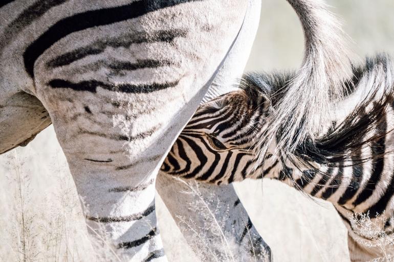 Zebra: Dieser zuckersüße Moment des Zebra-Fohlens ist mir sehr lange in Erinnerung geblieben.