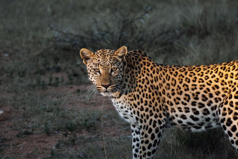 Abendsonne: Die hübsche Leoparden-Dame Vamos hat sich uns im besten Licht präsentiert.