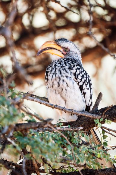 Hingucker: Der Gelbschnabeltoko erinnert an Zazu aus Disneys „König der Löwen“ .