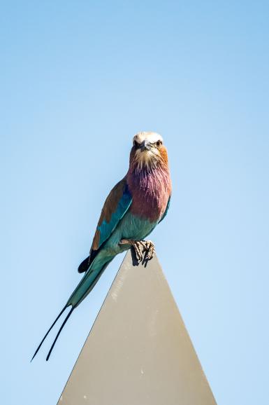 Gabelracke: Die buntesten Vögel sitzen manchmal direkt neben der Straße auf einem Schild.