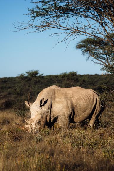 Sanfte Riesen: Einer der zwei Nashorn- Bullen, die wir bei unserem Tracking beobachten durften.
