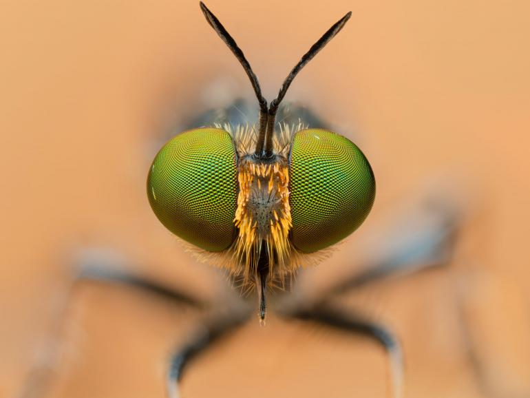 Mit ihren unzähligen, smaragdgrün schimmernden Facettenaugen ortet diese Raubfliege (Asilidae) Beutetiere selbst im schnellen Flug. OM SYSTEM OM-1 Mark II | 1/100 | F7.1 | ISO 200 | Blitz | Focus Stack aus 103 Bildern