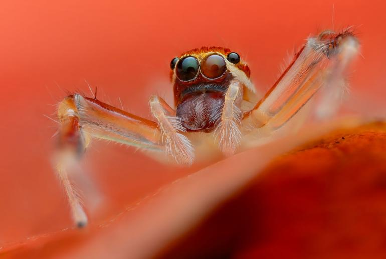 Die Springspinne der Gattung Itata verschmilzt auf ihrem roten Ansitz völlig mit dem Untergrund. Durch diese perfekte Ton-in-Ton-Tarnung bleibt der agile Lauerjäger für Beute und Fressfeinde praktisch unsichtbar, während seine hochauflösenden Frontaugen die Umgebung absuchen. OM SYSTEM OM-1 Mark II | 1/100 | F7.1 | ISO 200 | Focus | Stack aus 31 Bildern