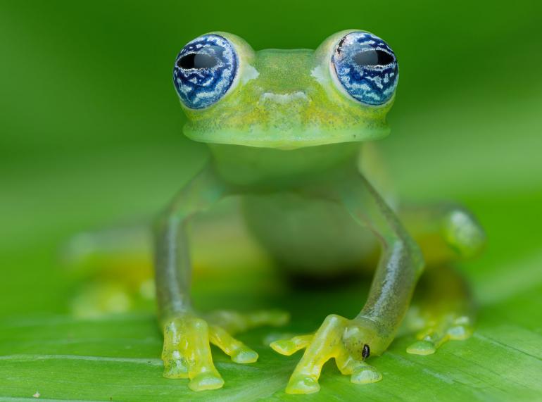 Die blauweiß marmorierten Augen machen diesen winzigen Frosch für mich zu einem der faszinierendsten Bewohner des Regenwaldes. OM SYSTEM OM-1 Mark II | 1/100s | F 7.1 | ISO 200 | Blitz | Focus | Stack aus 20 Bildern