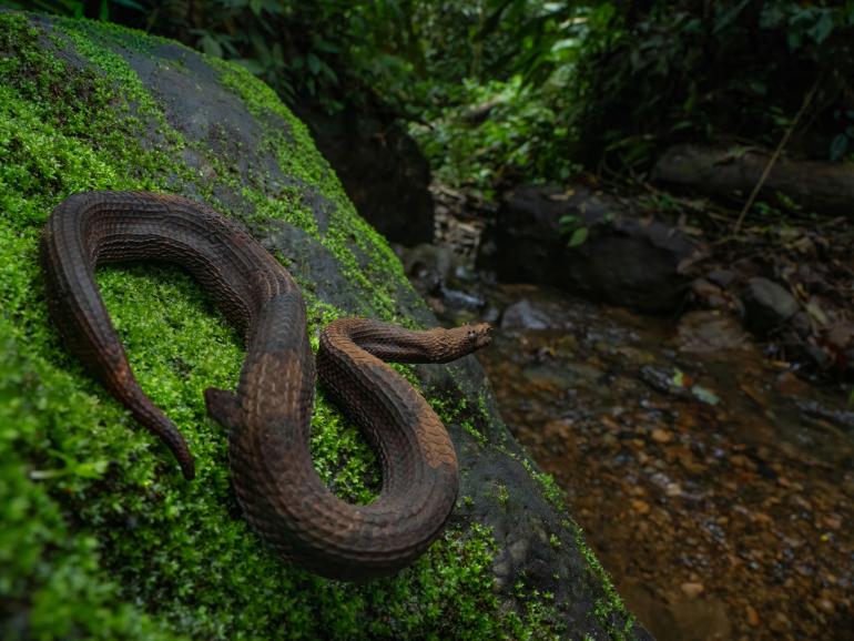 Eine Eyelash Boa (Trachyboa) auf der Lauer am Gewässerrand. Diese spezialisierten Jäger verbringen Stunden regungslos am Ufer, um unvorsichtige Kaulquappen und Fische direkt aus dem Wasser zu schnappen. OM SYSTEM OM-1 Mark II |1/80 | F10 | ISO | 1250 | Blitz