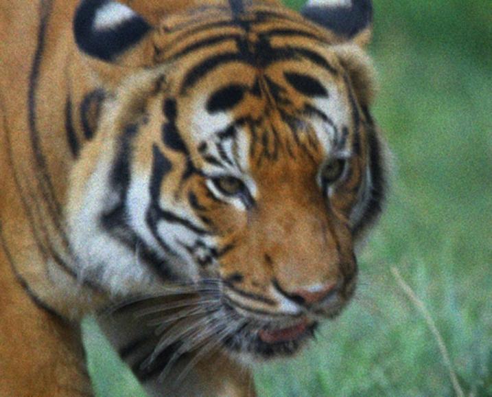 Ausgangsbild: Die unbearbeitete Tigeraufnahme zeigt sichtbares Bildrauschen und wenig Detailzeichnung. Vor allem die feinen Fellstrukturen und Konturen wirken weich – ein typischer Anwendungsfall für die KI-Optimierung.