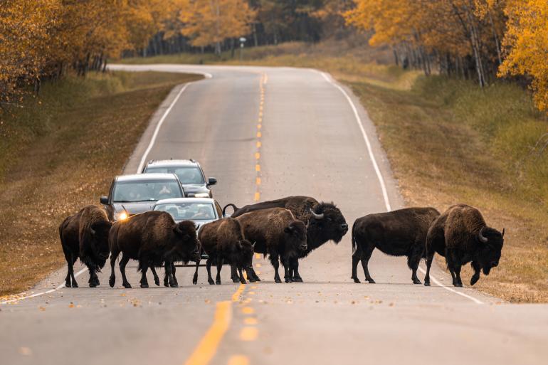 Wildnis mit Vorfahrt: Eine Bisonherde überquert eine Straße in Alberta und bringt den Verkehr zum Stillstand. Begegnungen wie diese zeigen, wie unmittelbar Natur und Wildlife in der kanadischen Provinz erlebt werden können.
