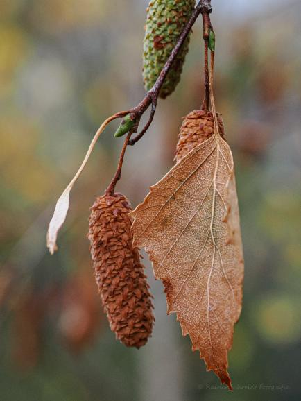 Auch mit einer MFT-Kamera lässt sich ein tolles Bokeh erstellen.