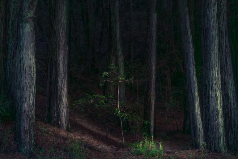 Starke Schatten, aber kein reines Schwarz: Waldfotografie aus Kalifornien.