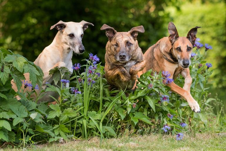 Hunde im Sprung | Fujifilm X-Pro2 | 90mm | 1/160 s | f/2,2 | ISO 640