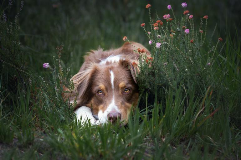 Regine Heuser zeigt Ihnen viele Tipps und Tricks für perfekte und besondere Hundefotos