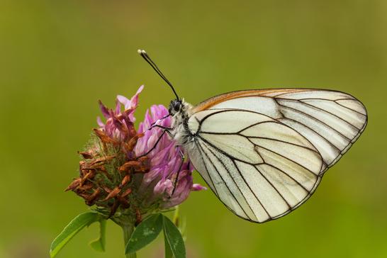 Fotograf des Jahres 2014 | Makro