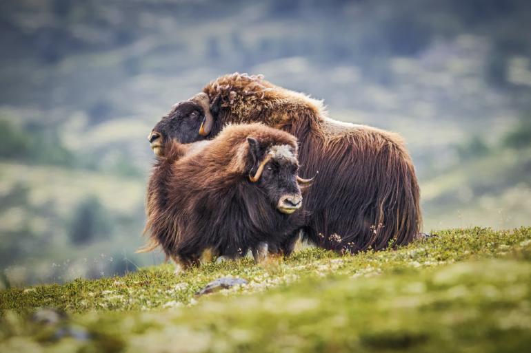 Fotograf des Jahres 2016 | Wildlife