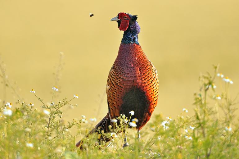 Fotograf des Jahres 2017 | Wildlife