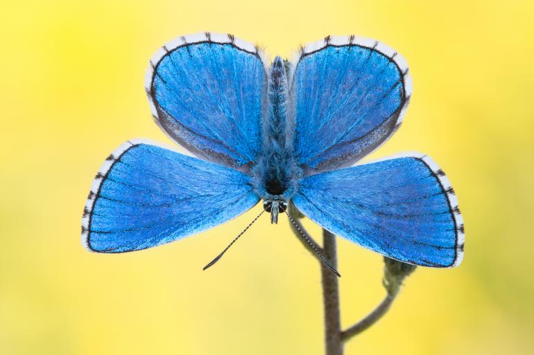 Fotograf des Jahres 2017 | Makro