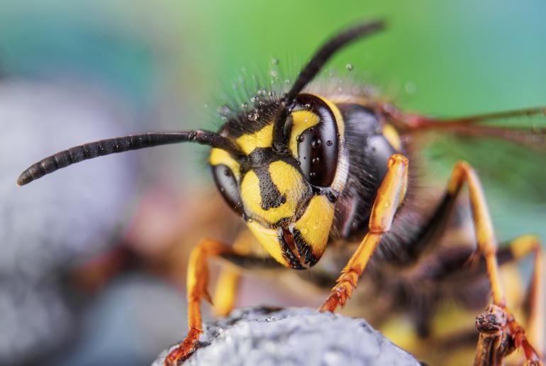 Fotograf des Jahres 2019 | Makro