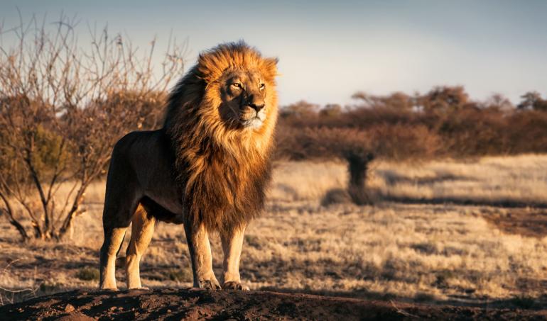 Fotograf des Jahres 2019 | Wilde Tiere