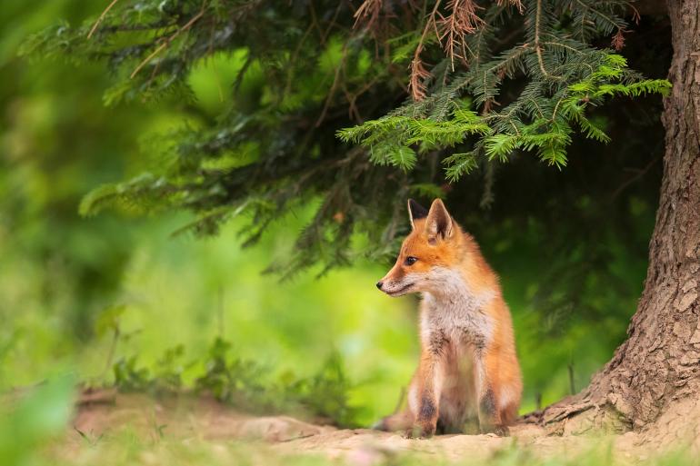 Wildlife ist nicht nur ein Thema für Reisen nach Afrika oder die Polargebiete – sondern findet auch direkt vor der Haustür statt