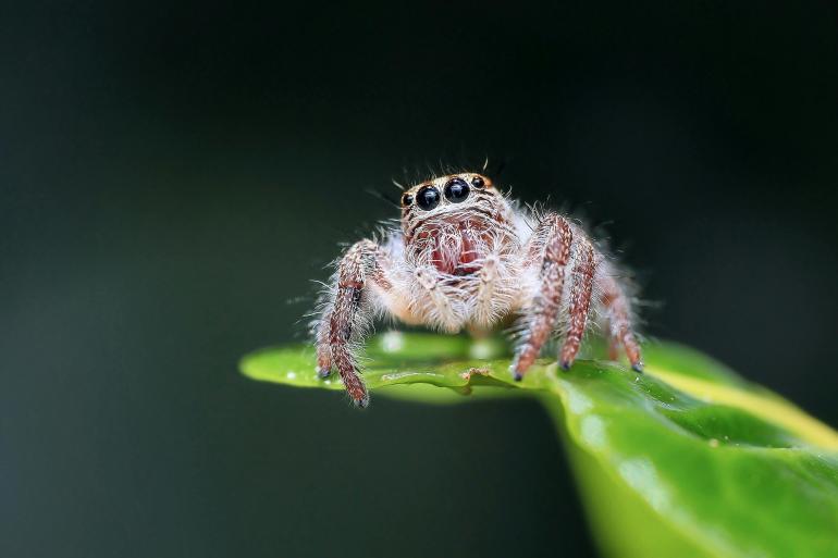 Fotograf des Jahres 2025 | Makro