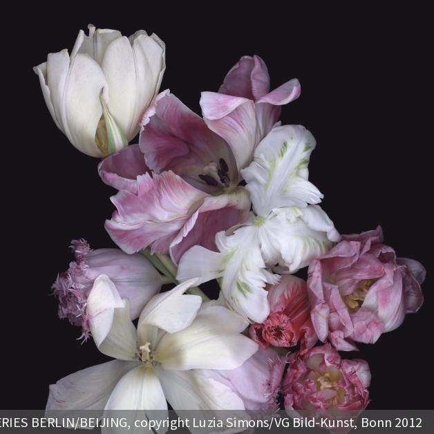 Verlorenes Paradies Blumenfotografie DigitalPHOTO