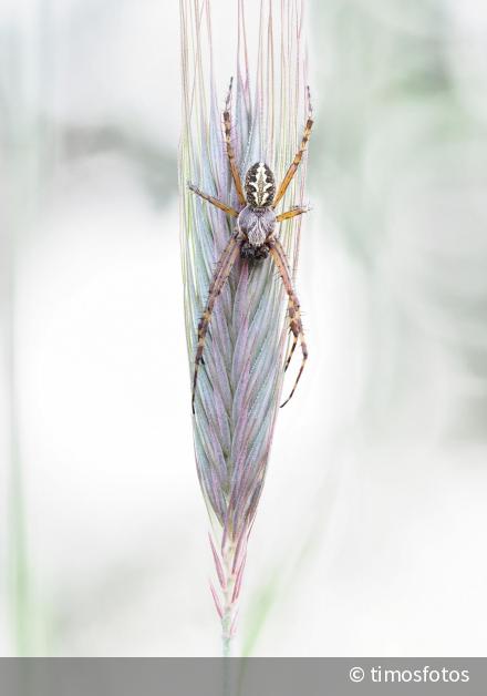 Eichblatt-Radspinne - Schlafend | DigitalPHOTO