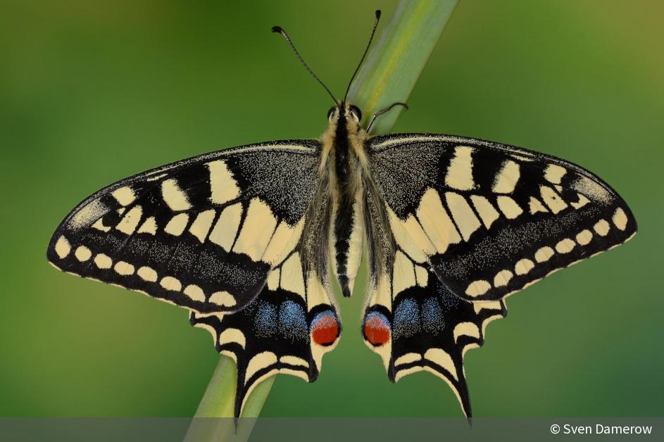 Schwalbenschwanz #8 | DigitalPHOTO