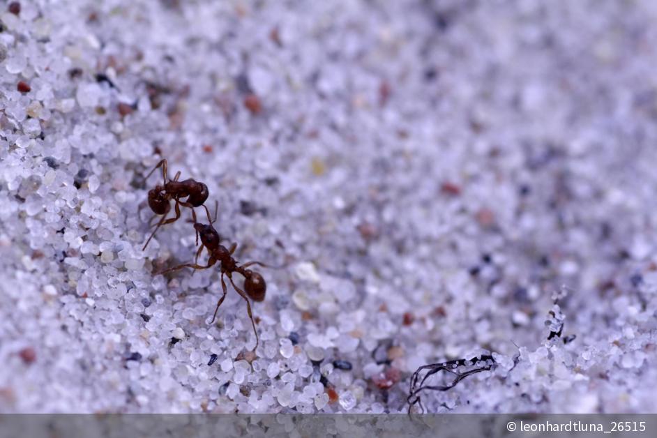 Zwei Ameisen | DigitalPHOTO