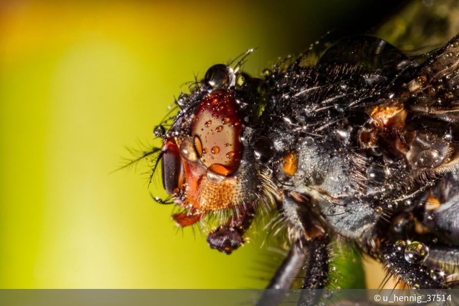 Stubenfliege bilder die puck Fliege Puck