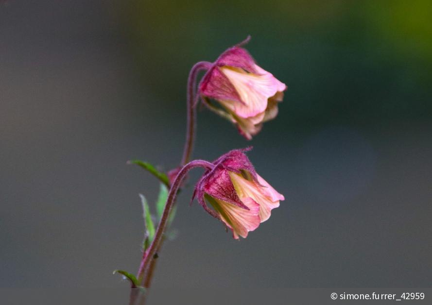 Rosenblüten Und Eine Zarte Blume Rosenblüten Und Eine Zarte Blume
