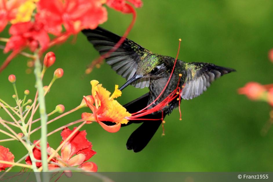 download kolibri 200 download kolibri 200