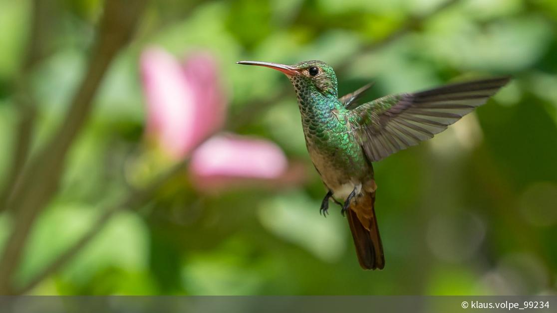 download kolibri download kolibri